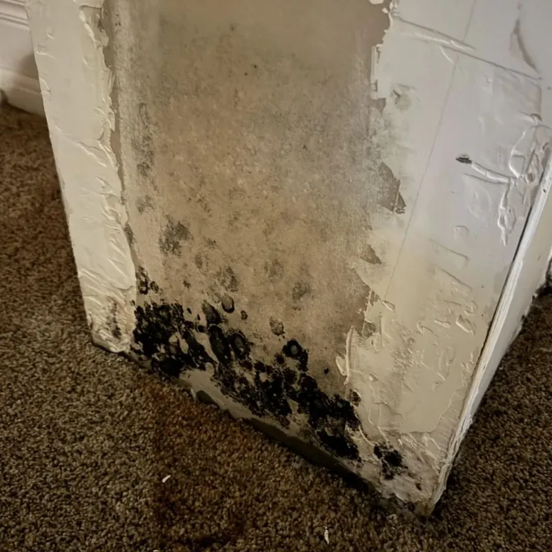 Professional Mold Removal in Franklin County, TX